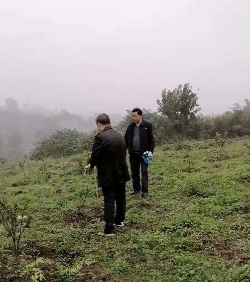 湖南樹人農林科技有限公司,湖南柑橘品種銷售,中國果樹網,常綠果樹類哪里好