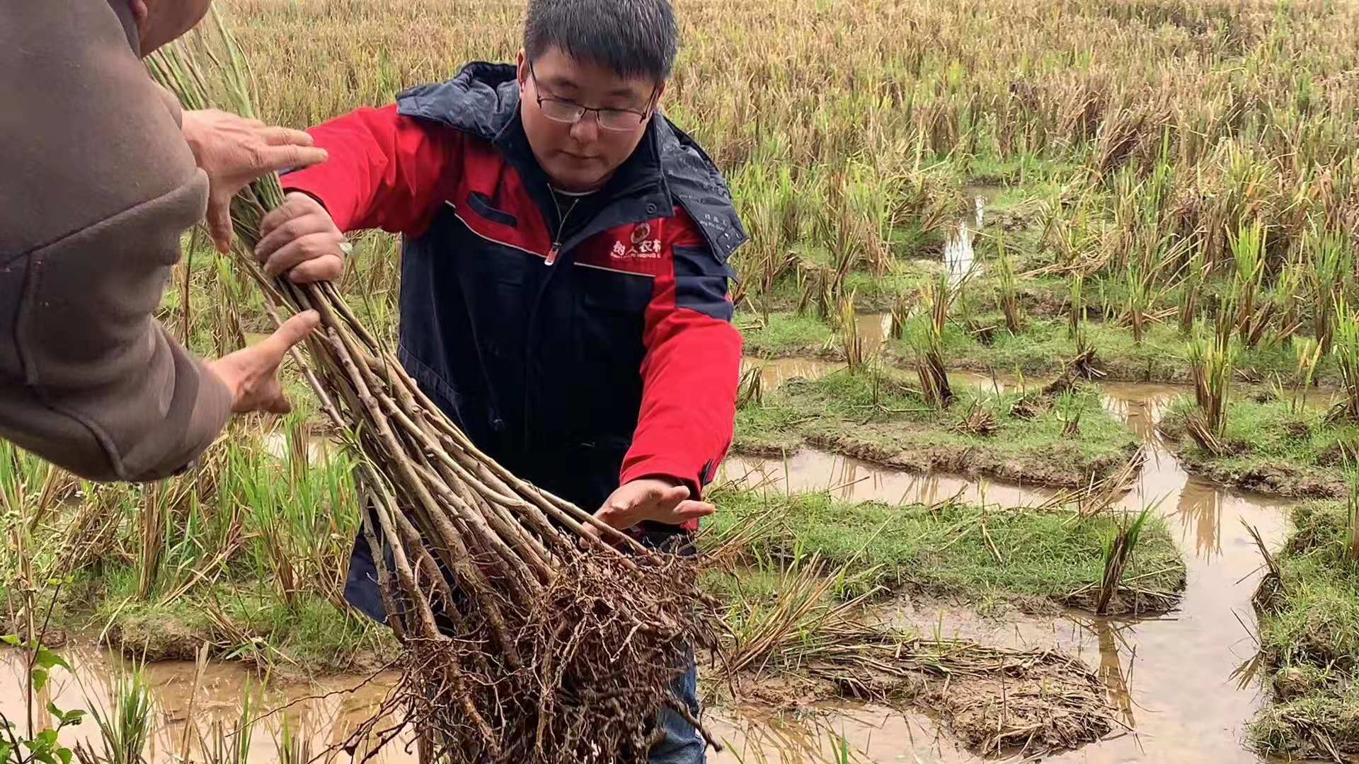 湖南樹人農林科技有限公司,湖南柑橘品種銷售,中國果樹網,常綠果樹類哪里好