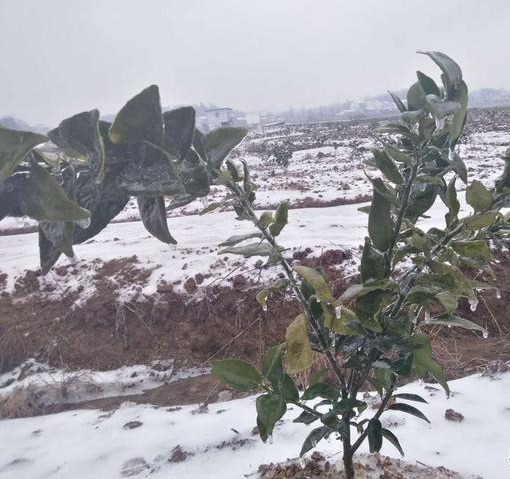 湖南樹人農(nóng)林科技有限公司,湖南柑橘品種銷售,中國果樹網(wǎng),常綠果樹類哪里好