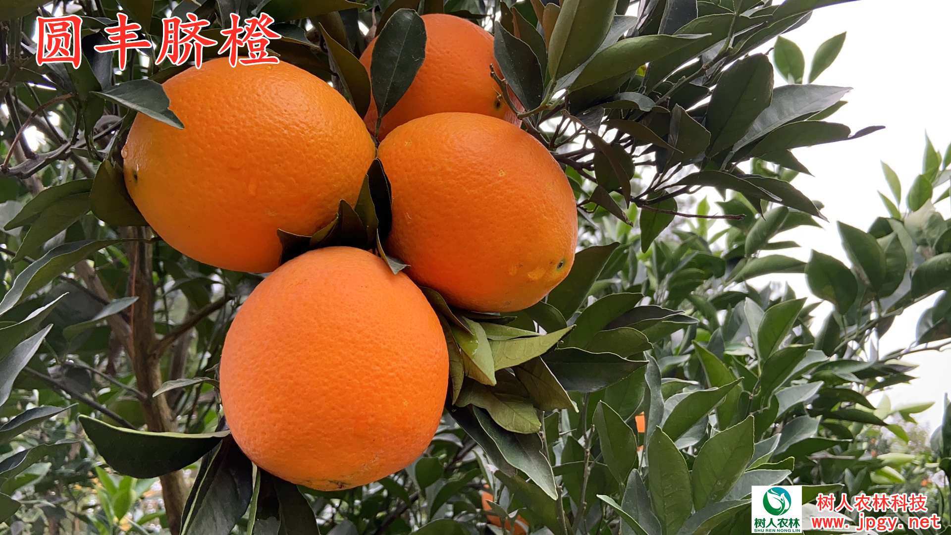 湖南樹人農(nóng)林科技有限公司,湖南柑橘品種銷售,中國果樹網(wǎng),常綠果樹類哪里好