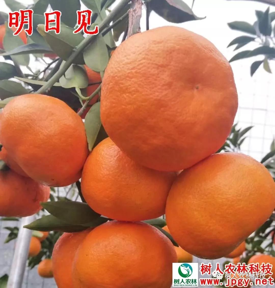 湖南樹(shù)人農(nóng)林科技有限公司,湖南柑橘品種銷(xiāo)售,中國(guó)果樹(shù)網(wǎng),常綠果樹(shù)類(lèi)哪里好