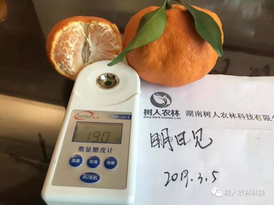 湖南樹(shù)人農(nóng)林科技有限公司,湖南柑橘品種銷(xiāo)售,中國(guó)果樹(shù)網(wǎng),常綠果樹(shù)類(lèi)哪里好