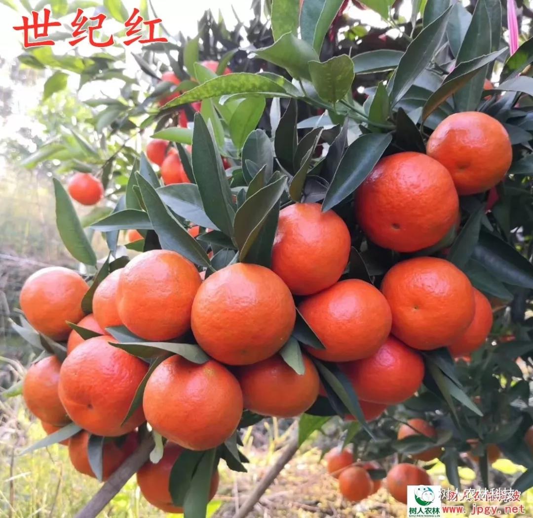 湖南樹(shù)人農(nóng)林科技有限公司,湖南柑橘品種銷(xiāo)售,中國(guó)果樹(shù)網(wǎng),常綠果樹(shù)類(lèi)哪里好