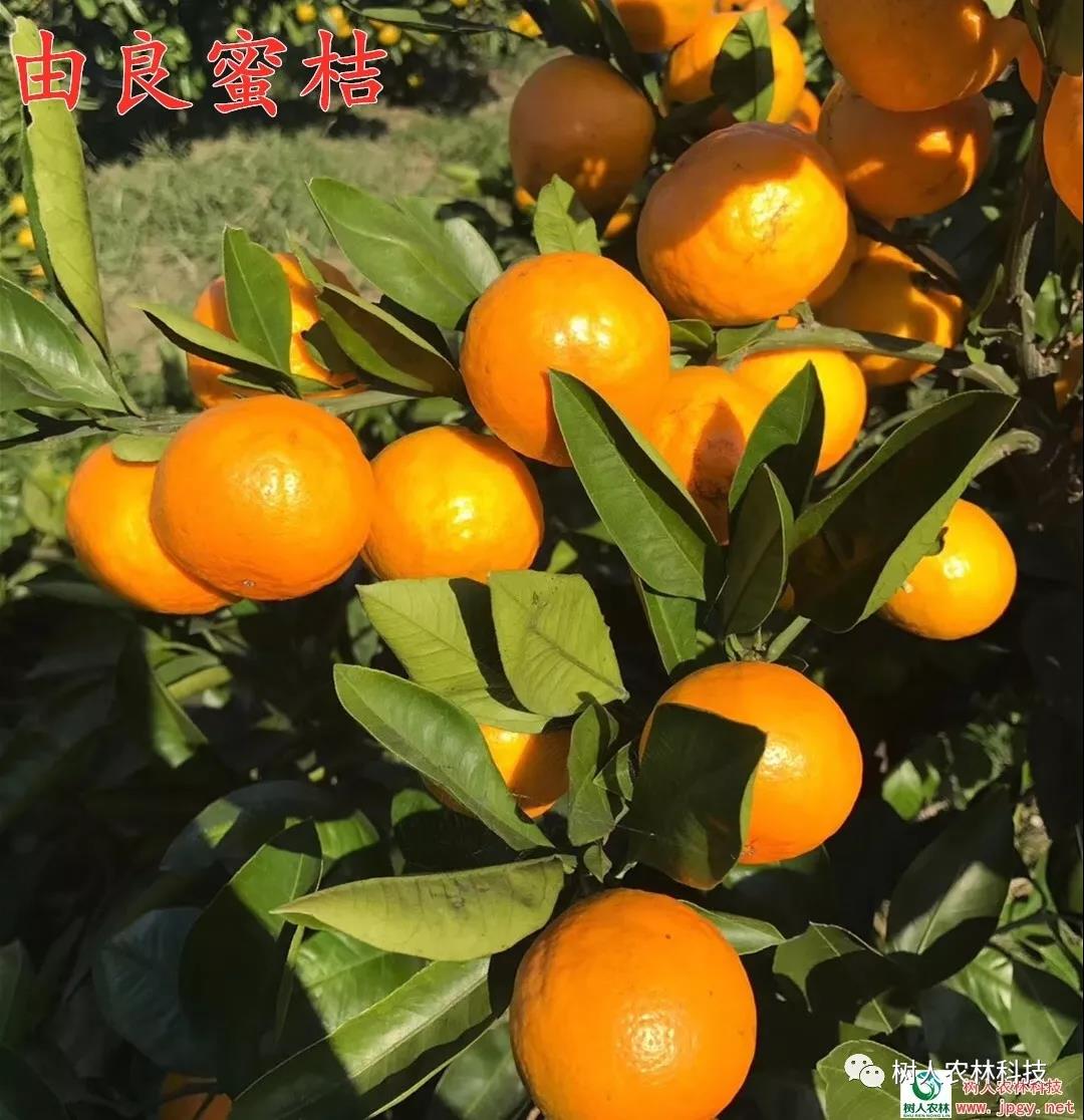 湖南樹(shù)人農(nóng)林科技有限公司,湖南柑橘品種銷(xiāo)售,中國(guó)果樹(shù)網(wǎng),常綠果樹(shù)類(lèi)哪里好