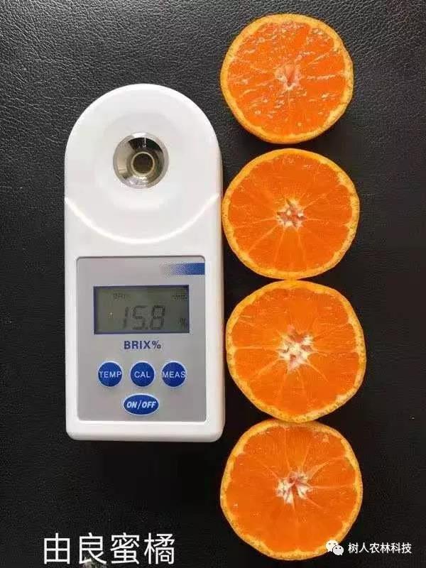 湖南樹(shù)人農(nóng)林科技有限公司,湖南柑橘品種銷(xiāo)售,中國(guó)果樹(shù)網(wǎng),常綠果樹(shù)類(lèi)哪里好