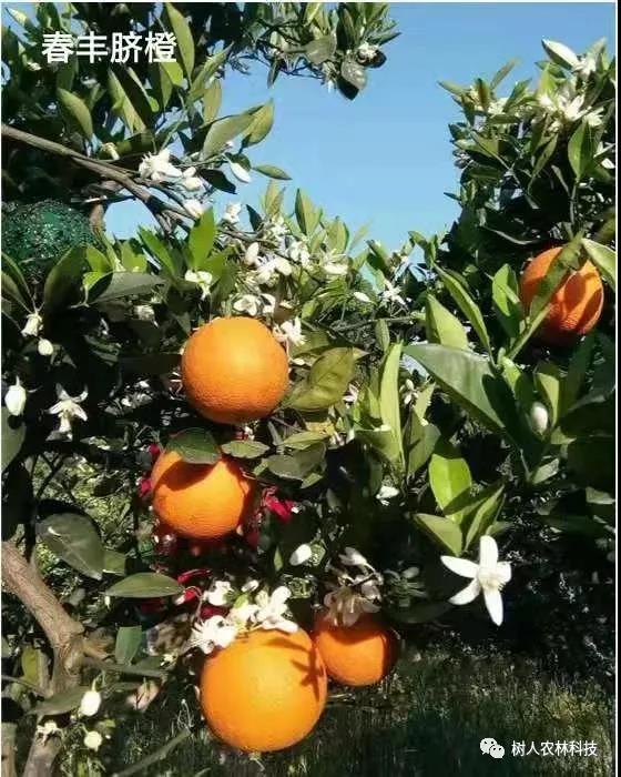 湖南樹(shù)人農(nóng)林科技有限公司,湖南柑橘品種銷(xiāo)售,中國(guó)果樹(shù)網(wǎng),常綠果樹(shù)類(lèi)哪里好
