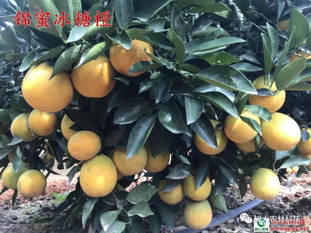 湖南樹(shù)人農(nóng)林科技有限公司,湖南柑橘品種銷(xiāo)售,中國(guó)果樹(shù)網(wǎng),常綠果樹(shù)類(lèi)哪里好