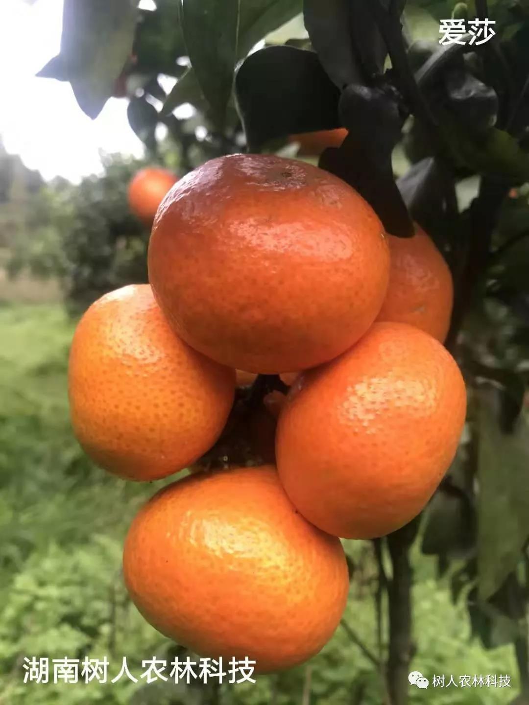 湖南樹(shù)人農(nóng)林科技有限公司,湖南柑橘品種銷(xiāo)售,中國(guó)果樹(shù)網(wǎng),常綠果樹(shù)類(lèi)哪里好