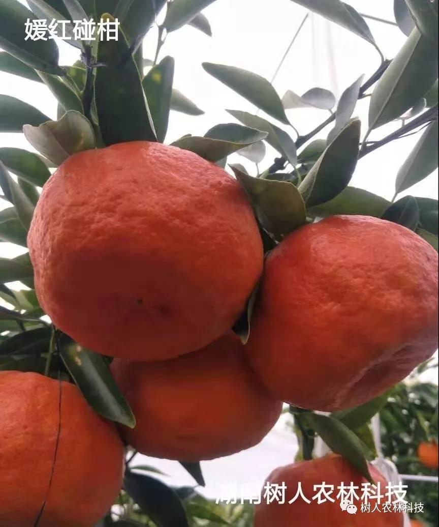 湖南樹(shù)人農(nóng)林科技有限公司,湖南柑橘品種銷(xiāo)售,中國(guó)果樹(shù)網(wǎng),常綠果樹(shù)類(lèi)哪里好