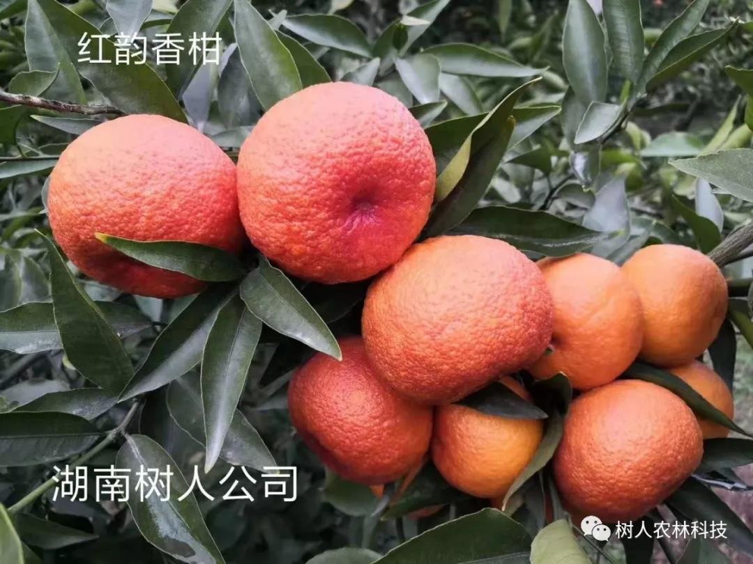 湖南樹(shù)人農(nóng)林科技有限公司,湖南柑橘品種銷(xiāo)售,中國(guó)果樹(shù)網(wǎng),常綠果樹(shù)類(lèi)哪里好