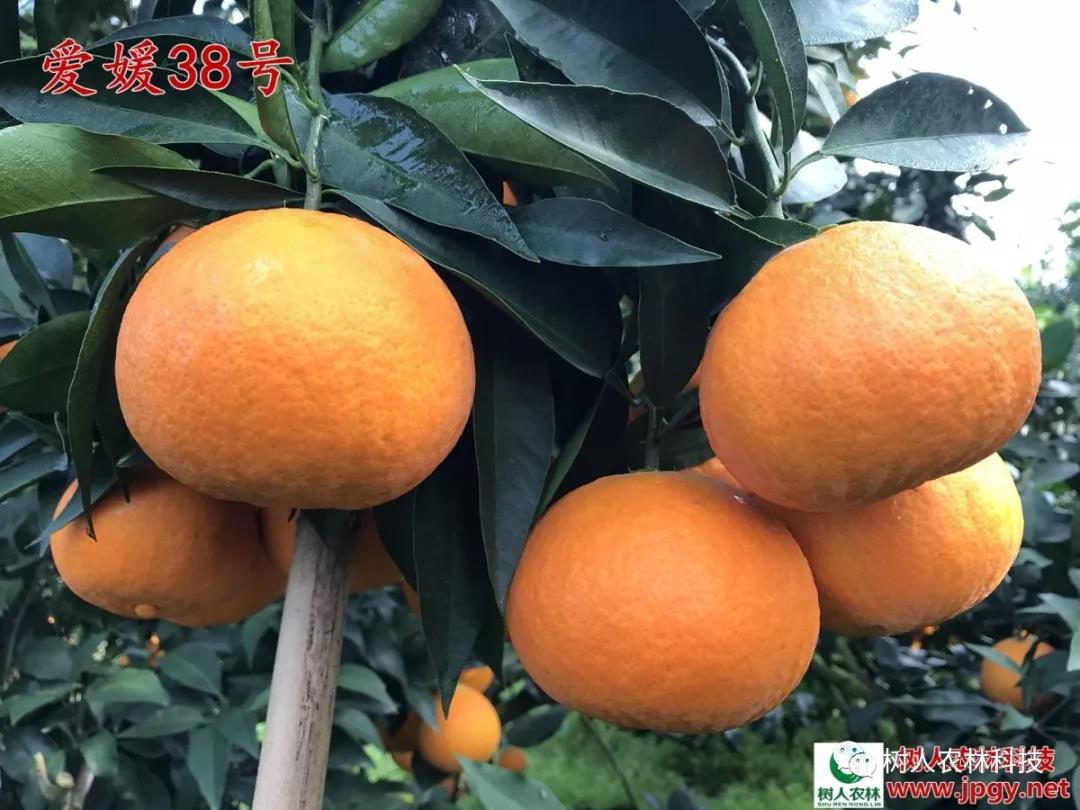 湖南樹(shù)人農(nóng)林科技有限公司,湖南柑橘品種銷(xiāo)售,中國(guó)果樹(shù)網(wǎng),常綠果樹(shù)類(lèi)哪里好