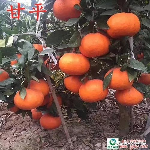 湖南樹(shù)人農(nóng)林科技有限公司,湖南柑橘品種銷(xiāo)售,中國(guó)果樹(shù)網(wǎng),常綠果樹(shù)類(lèi)哪里好