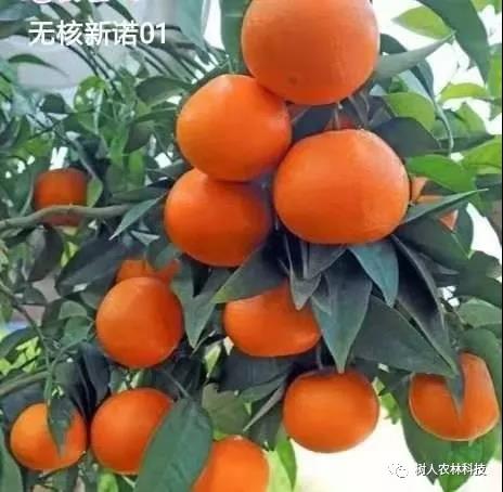 湖南樹(shù)人農(nóng)林科技有限公司,湖南柑橘品種銷(xiāo)售,中國(guó)果樹(shù)網(wǎng),常綠果樹(shù)類(lèi)哪里好