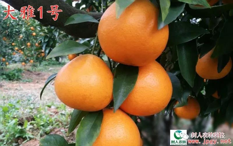 湖南樹(shù)人農(nóng)林科技有限公司,湖南柑橘品種銷(xiāo)售,中國(guó)果樹(shù)網(wǎng),常綠果樹(shù)類(lèi)哪里好