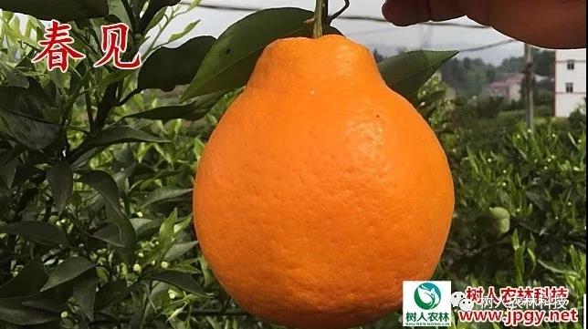 湖南樹(shù)人農(nóng)林科技有限公司,湖南柑橘品種銷(xiāo)售,中國(guó)果樹(shù)網(wǎng),常綠果樹(shù)類(lèi)哪里好