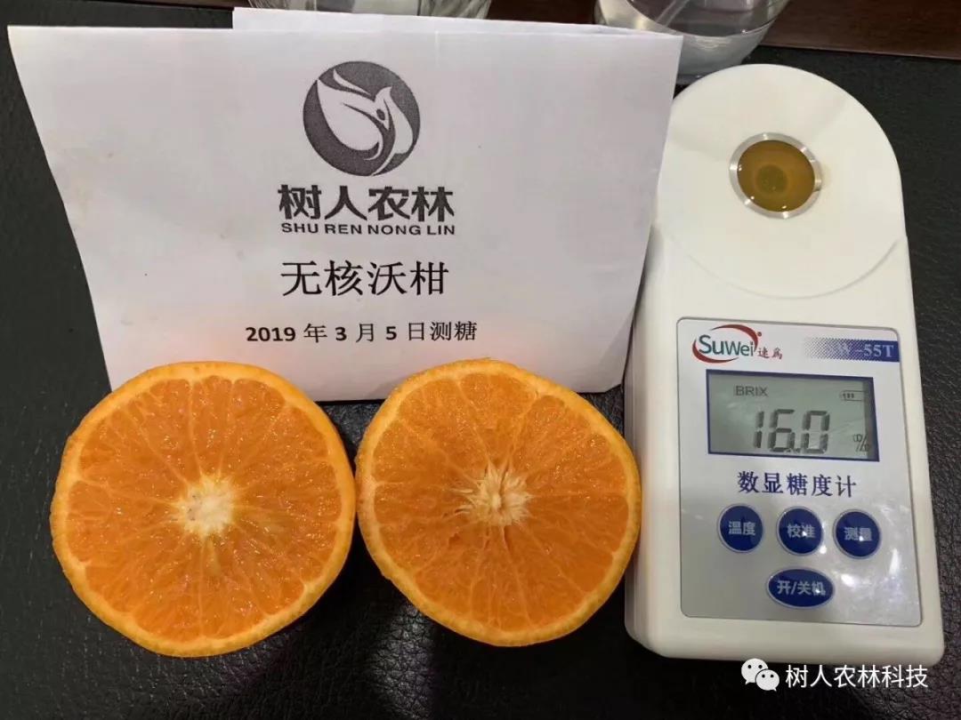 湖南樹(shù)人農(nóng)林科技有限公司,湖南柑橘品種銷(xiāo)售,中國(guó)果樹(shù)網(wǎng),常綠果樹(shù)類(lèi)哪里好