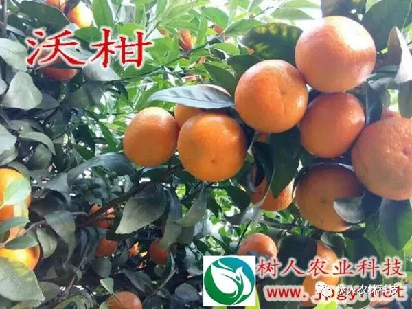 湖南樹(shù)人農(nóng)林科技有限公司,湖南柑橘品種銷(xiāo)售,中國(guó)果樹(shù)網(wǎng),常綠果樹(shù)類(lèi)哪里好