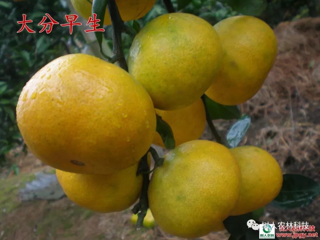 湖南樹(shù)人農(nóng)林科技有限公司,湖南柑橘品種銷(xiāo)售,中國(guó)果樹(shù)網(wǎng),常綠果樹(shù)類(lèi)哪里好