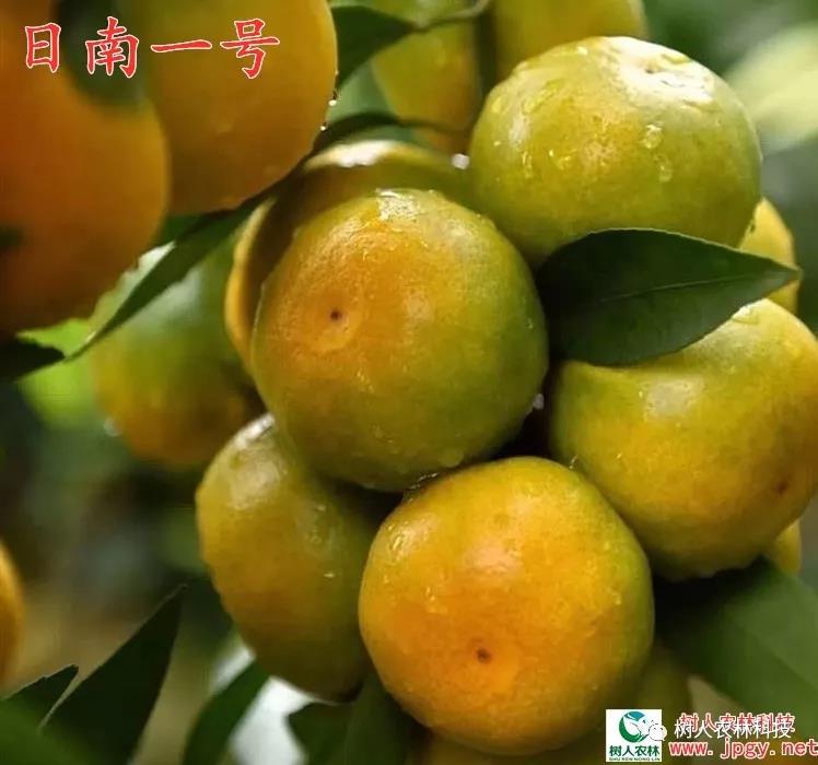 湖南樹(shù)人農(nóng)林科技有限公司,湖南柑橘品種銷(xiāo)售,中國(guó)果樹(shù)網(wǎng),常綠果樹(shù)類(lèi)哪里好