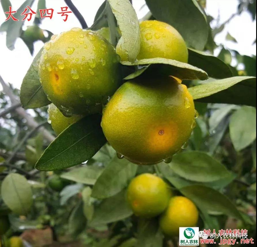 湖南樹(shù)人農(nóng)林科技有限公司,湖南柑橘品種銷(xiāo)售,中國(guó)果樹(shù)網(wǎng),常綠果樹(shù)類(lèi)哪里好