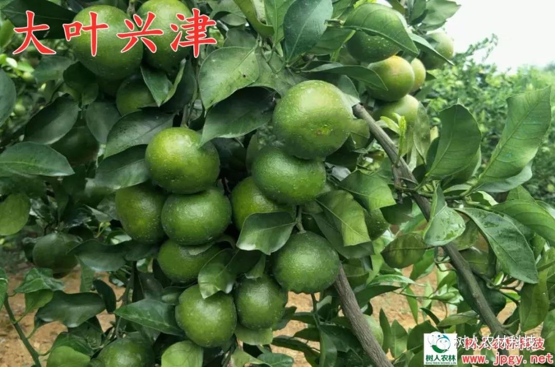 湖南樹(shù)人農(nóng)林科技有限公司,湖南柑橘品種銷(xiāo)售,中國(guó)果樹(shù)網(wǎng),常綠果樹(shù)類(lèi)哪里好