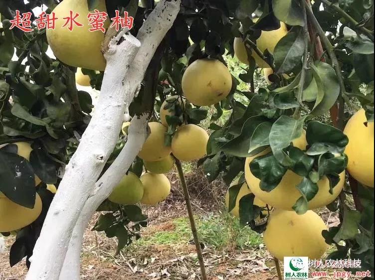 湖南樹(shù)人農(nóng)林科技有限公司,湖南柑橘品種銷(xiāo)售,中國(guó)果樹(shù)網(wǎng),常綠果樹(shù)類(lèi)哪里好