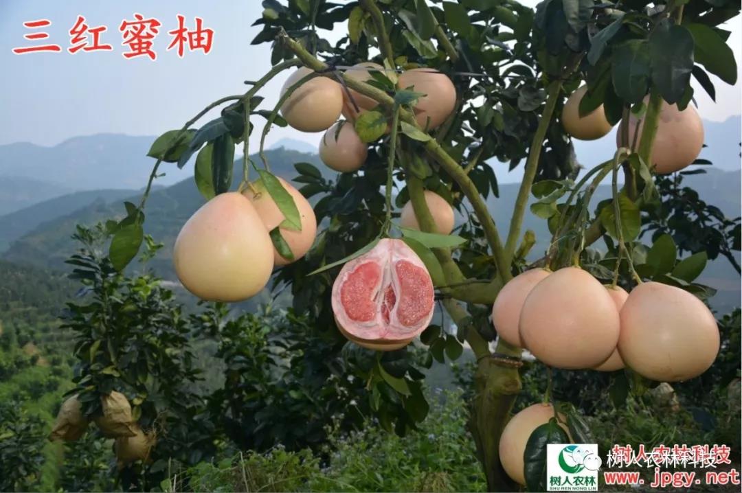 湖南樹(shù)人農(nóng)林科技有限公司,湖南柑橘品種銷(xiāo)售,中國(guó)果樹(shù)網(wǎng),常綠果樹(shù)類(lèi)哪里好