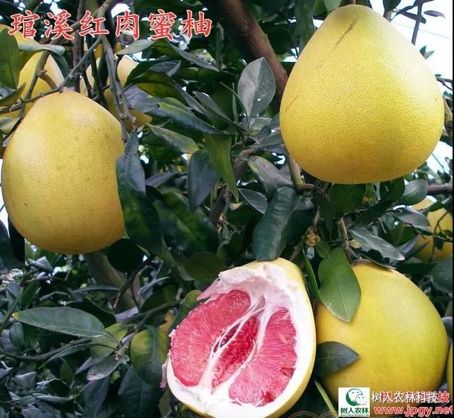 湖南樹(shù)人農(nóng)林科技有限公司,湖南柑橘品種銷(xiāo)售,中國(guó)果樹(shù)網(wǎng),常綠果樹(shù)類(lèi)哪里好