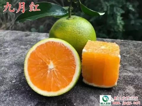 湖南樹(shù)人農(nóng)林科技有限公司,湖南柑橘品種銷(xiāo)售,中國(guó)果樹(shù)網(wǎng),常綠果樹(shù)類(lèi)哪里好