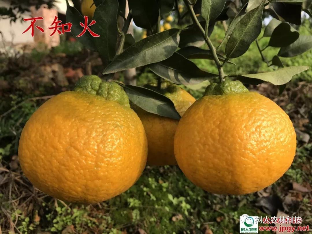 湖南樹(shù)人農(nóng)林科技有限公司,湖南柑橘品種銷(xiāo)售,中國(guó)果樹(shù)網(wǎng),常綠果樹(shù)類(lèi)哪里好