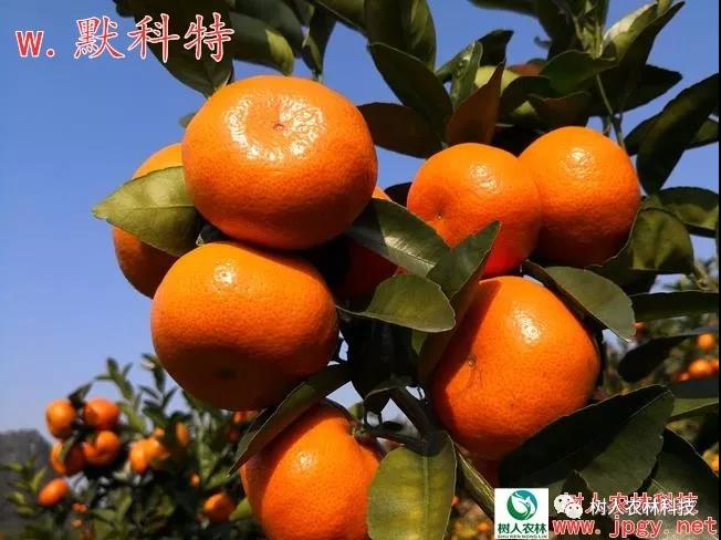 湖南樹(shù)人農(nóng)林科技有限公司,湖南柑橘品種銷(xiāo)售,中國(guó)果樹(shù)網(wǎng),常綠果樹(shù)類(lèi)哪里好