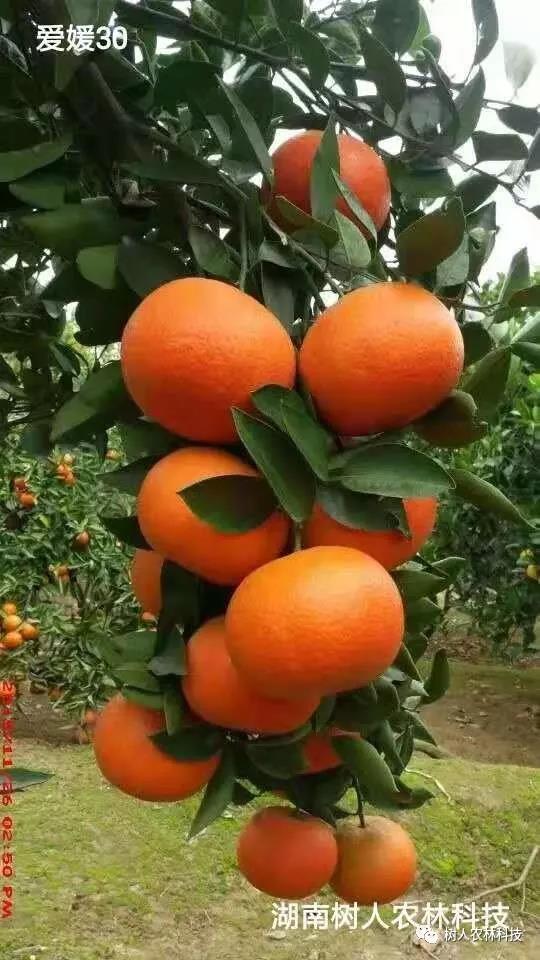 湖南樹(shù)人農(nóng)林科技有限公司,湖南柑橘品種銷(xiāo)售,中國(guó)果樹(shù)網(wǎng),常綠果樹(shù)類(lèi)哪里好