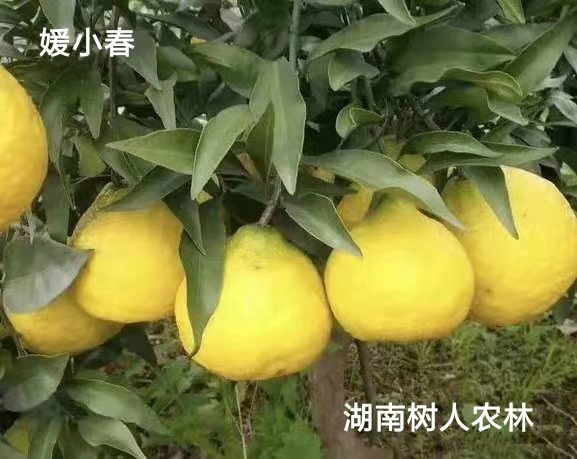 湖南樹(shù)人農(nóng)林科技有限公司,湖南柑橘品種銷(xiāo)售,中國(guó)果樹(shù)網(wǎng),常綠果樹(shù)類(lèi)哪里好