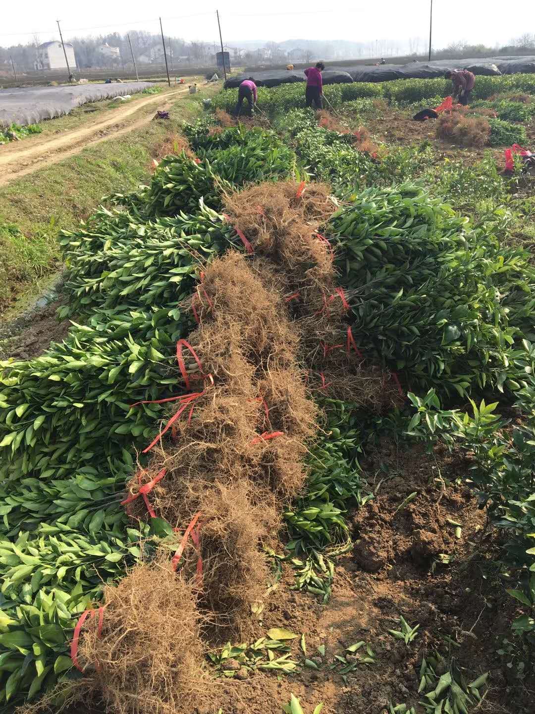 湖南樹人農林科技有限公司,湖南柑橘品種銷售,中國果樹網,常綠果樹類哪里好