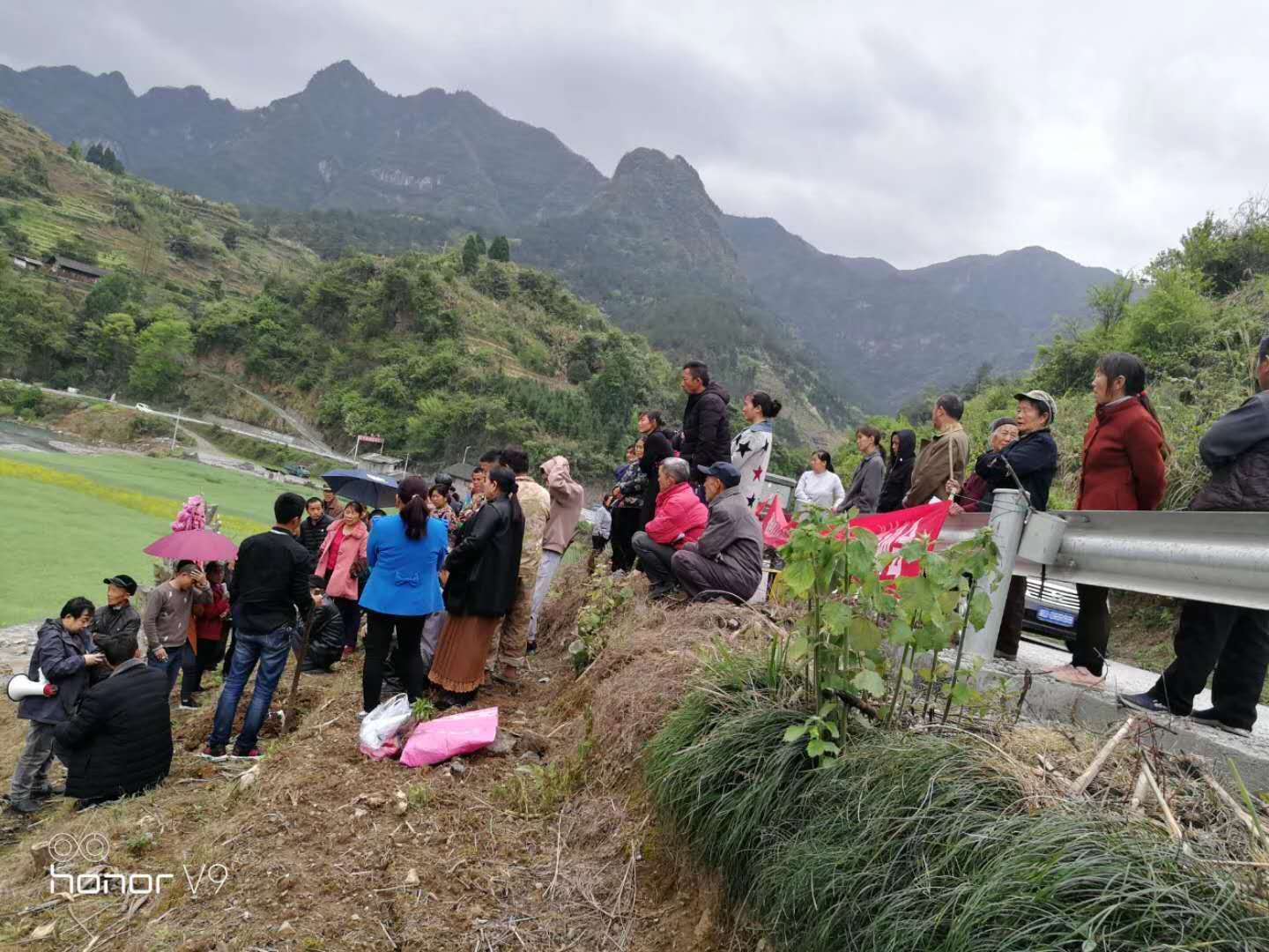 湖南樹人農林科技有限公司,湖南柑橘品種銷售,中國果樹網,常綠果樹類哪里好