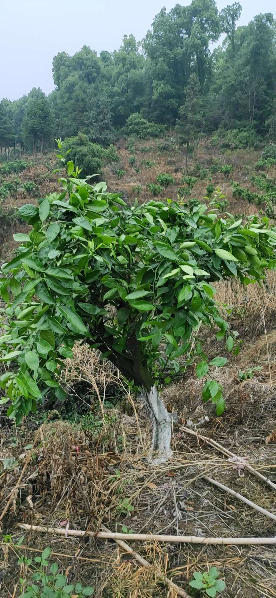 湖南樹人農林科技有限公司,湖南柑橘品種銷售,中國果樹網,常綠果樹類哪里好 湖南樹人農林科技有限公司,湖南柑橘品種銷售,中國果樹網,常綠果樹類哪里好