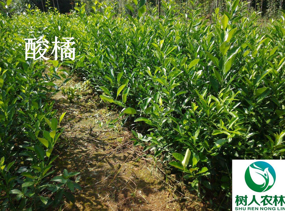 湖南樹人農林科技有限公司,湖南柑橘品種銷售,中國果樹網,常綠果樹類哪里好