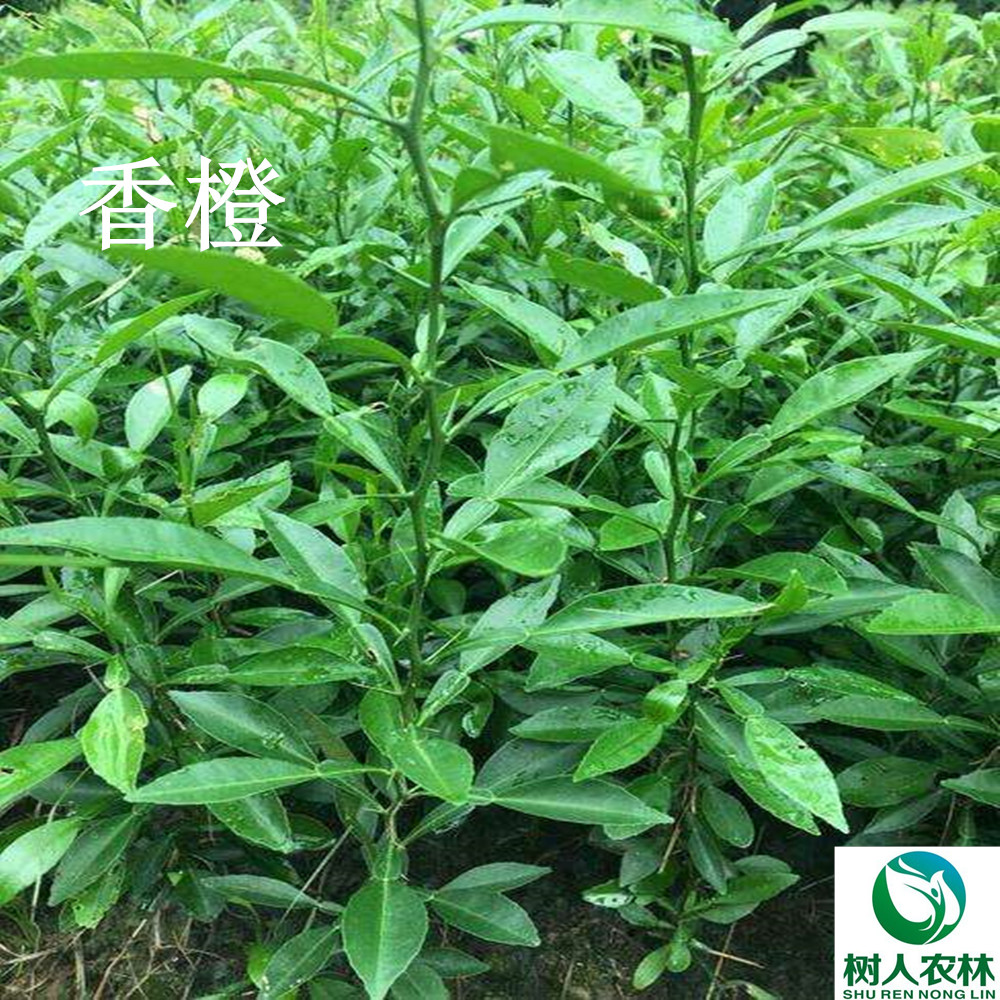 湖南樹人農林科技有限公司,湖南柑橘品種銷售,中國果樹網,常綠果樹類哪里好