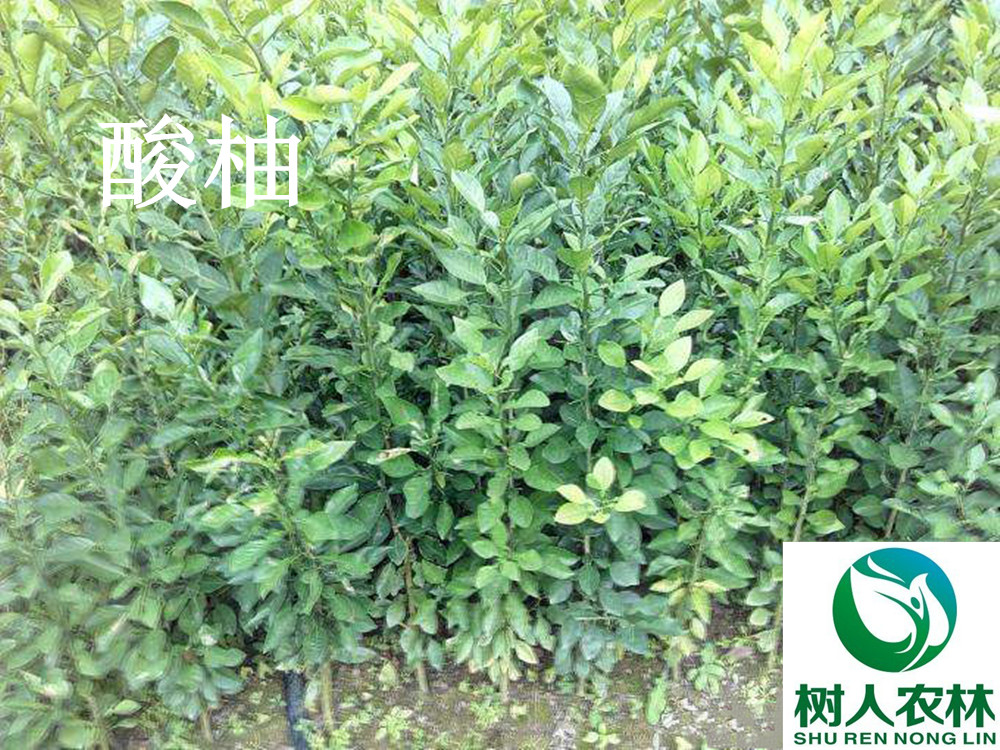 湖南樹人農林科技有限公司,湖南柑橘品種銷售,中國果樹網,常綠果樹類哪里好