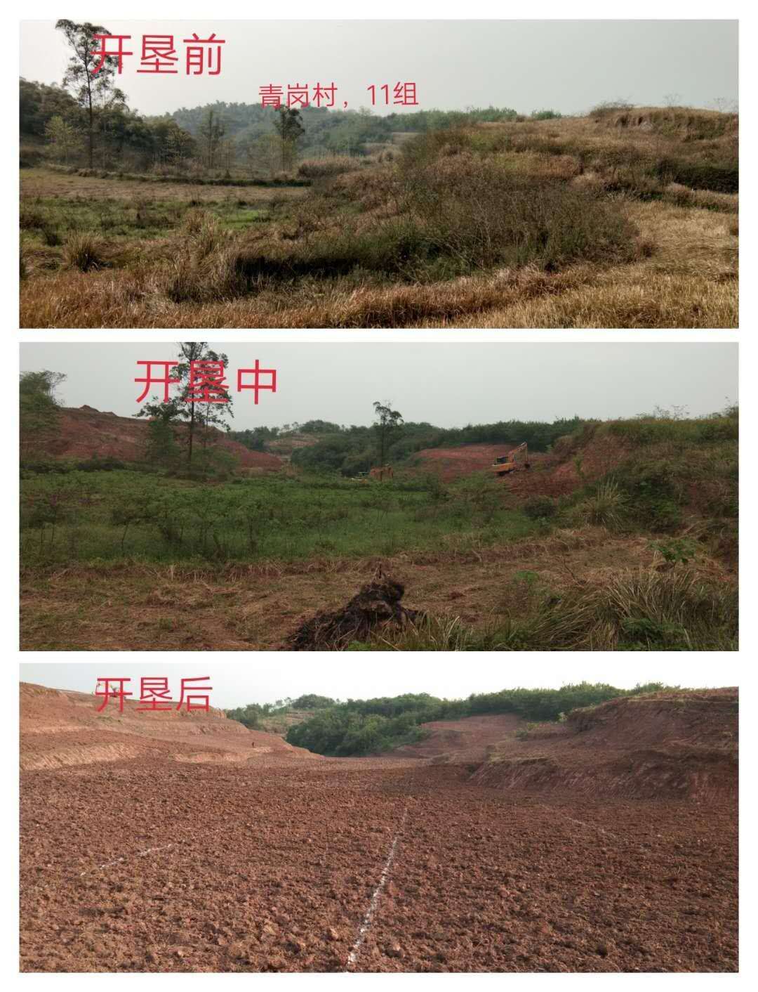 湖南樹人農林科技有限公司,湖南柑橘品種銷售,中國果樹網,常綠果樹類哪里好