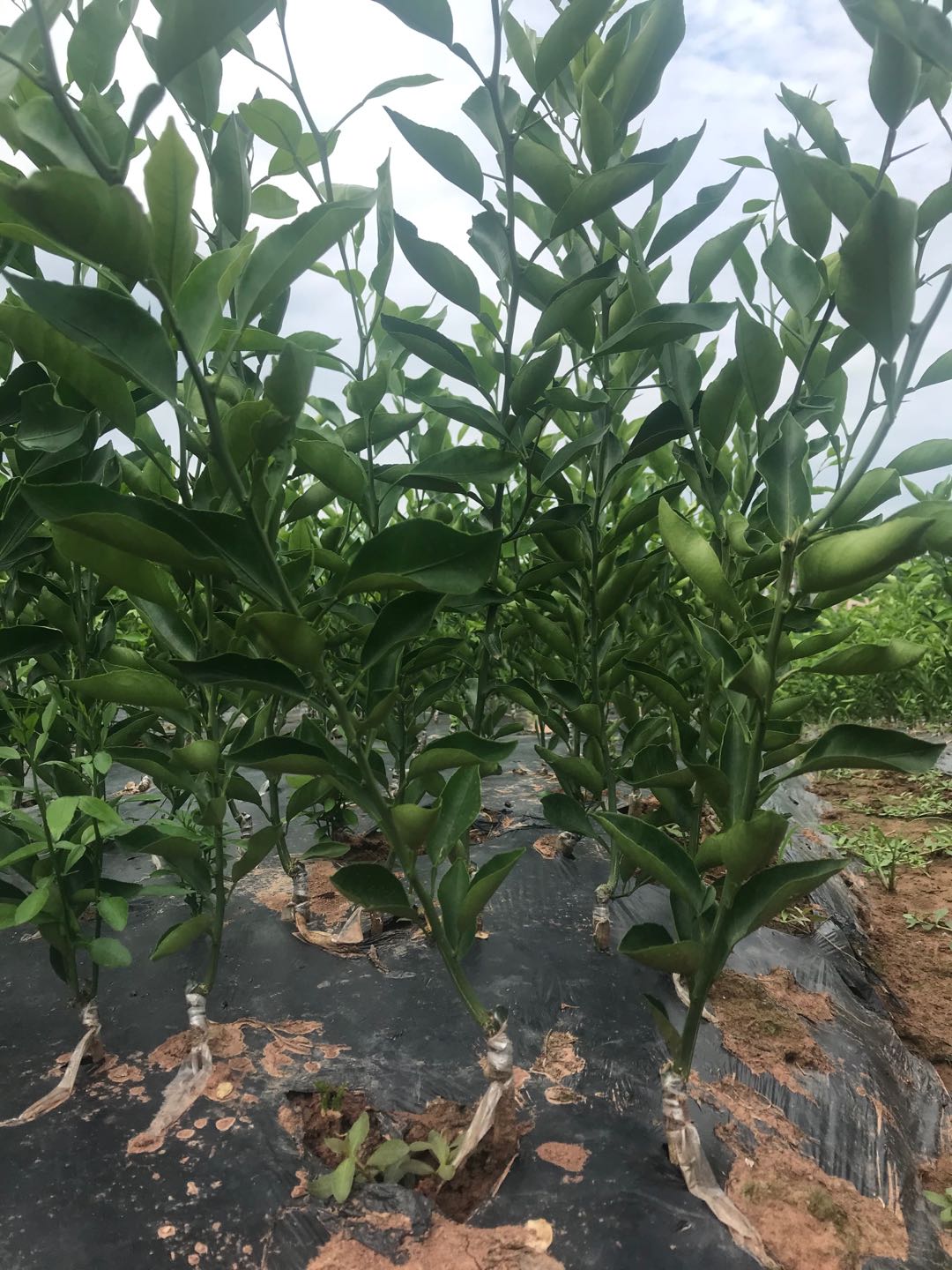 湖南樹人農林科技有限公司,湖南柑橘品種銷售,中國果樹網,常綠果樹類哪里好 湖南樹人農林科技有限公司,湖南柑橘品種銷售,中國果樹網,常綠果樹類哪里好