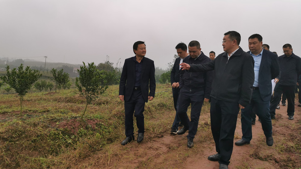 湖南樹人農林科技有限公司,湖南柑橘品種銷售,中國果樹網,常綠果樹類哪里好