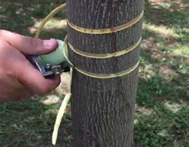 湖南樹人農林科技有限公司,湖南柑橘品種銷售,中國果樹網,常綠果樹類哪里好