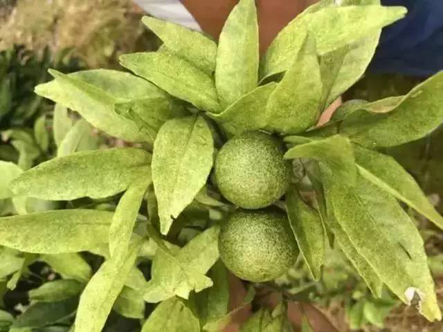 湖南樹人農林科技有限公司,湖南柑橘品種銷售,中國果樹網,常綠果樹類哪里好