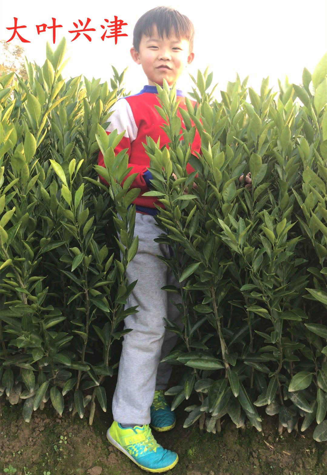 湖南樹人農林科技有限公司,湖南柑橘品種銷售,中國果樹網,常綠果樹類哪里好