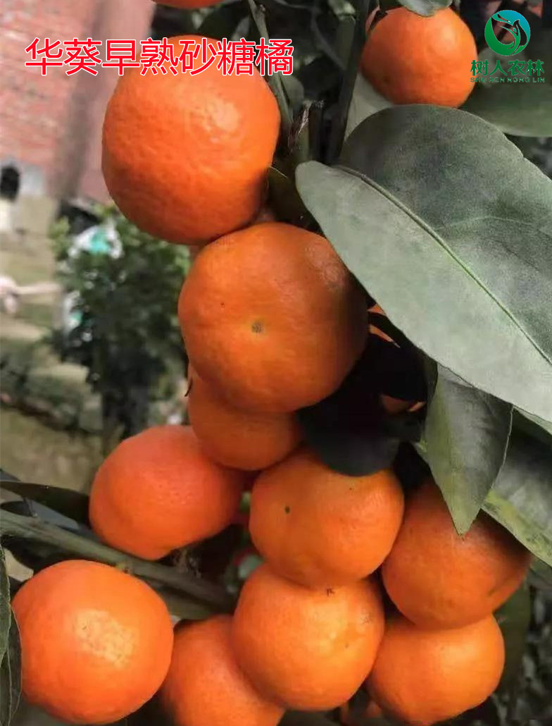 湖南樹人農林科技有限公司,湖南柑橘品種銷售,中國果樹網,常綠果樹類哪里好