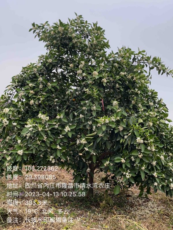 湖南樹人農(nóng)林科技有限公司,湖南柑橘品種銷售,中國果樹網(wǎng),常綠果樹類哪里好