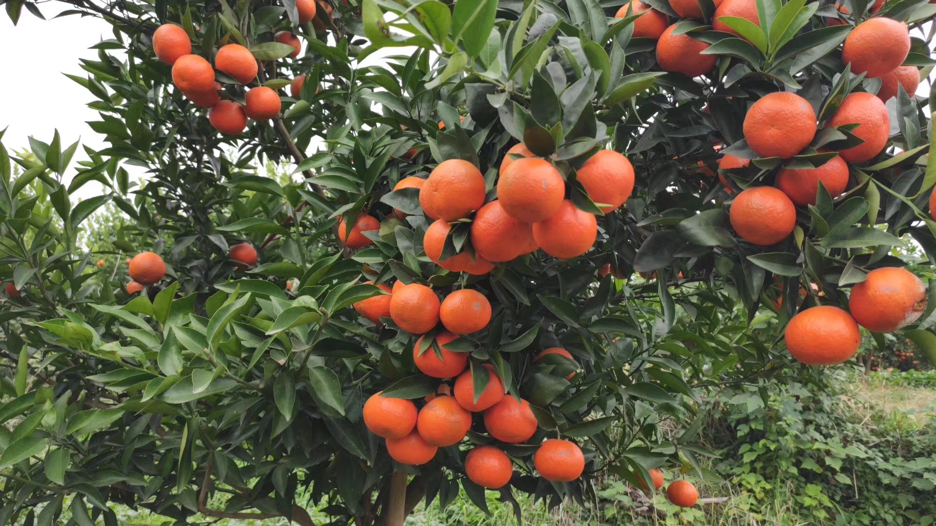 湖南樹人農林科技有限公司,湖南柑橘品種銷售,中國果樹網,常綠果樹類哪里好